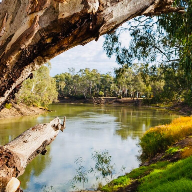 Instagram post from murrayriverps. This post is in position 1.